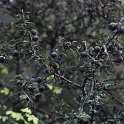 Prunus spinosa (2)